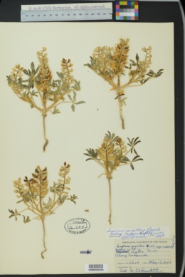 Lupinus pusillus subsp. rubens image