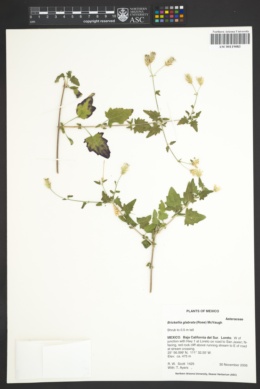 Image of Brickellia glabrata