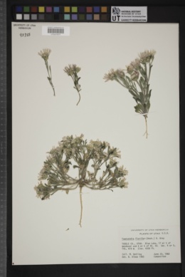 Townsendia florifera image