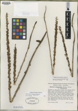 Image of Piperia yadonii
