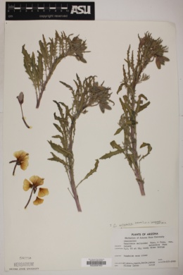 Oenothera californica subsp. arizonica image