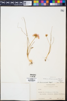 Image of Allium drummondii