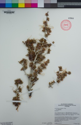 Cercocarpus ledifolius image
