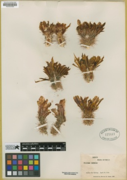 Image of Cereus dubius