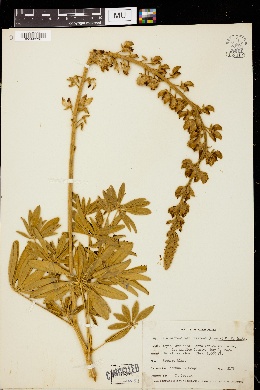 Lupinus albifrons var. eminens image