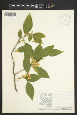 Citrus sinensis image