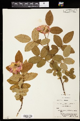 Rosa gallica image