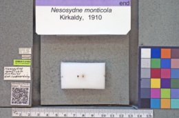 Image of Nesosydne monticola