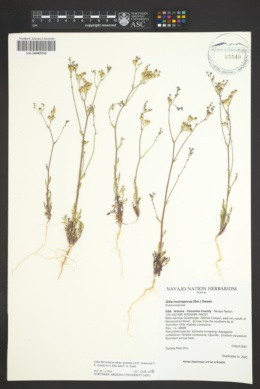 Gilia flavocincta subsp. australis image