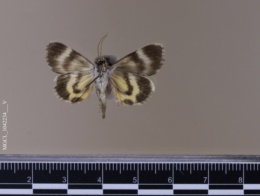 Catocala gracilis image
