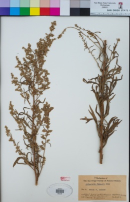 Image of Artemisia palmeri