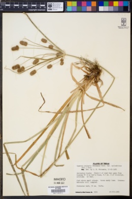 Image of Cyperus cylindricus