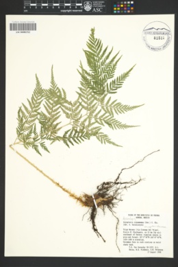 Image of Dryopteris knoblochii