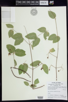 Stigmaphyllon peruvianum image