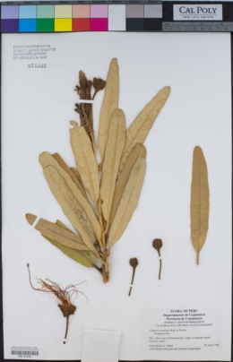 Image of Colicodendron scabridum