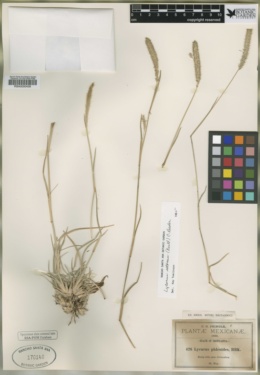 Image of Muhlenbergia alopecuroides