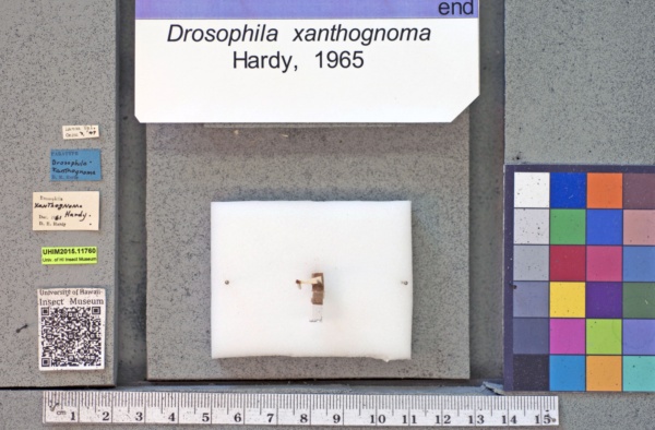 Drosophila xanthognoma image