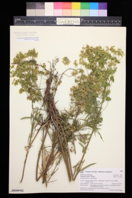 Euphorbia esula var. esula image