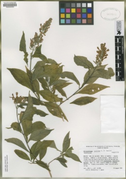 Image of Chileranthemum lottiae
