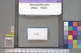 Image of Nesosydne pilo