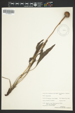 Image of Echinacea laevigata