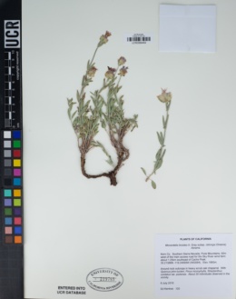 Monardella linoides subsp. oblonga image
