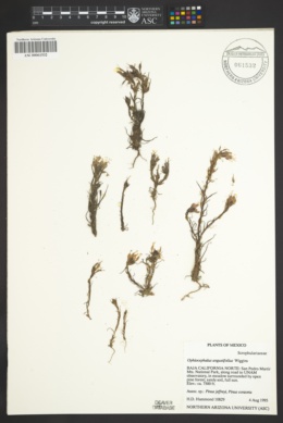 Ophiocephalus angustifolius image