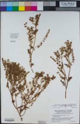 Eucrypta chrysanthemifolia image