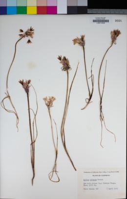 Allium crispum image