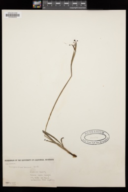 Sisyrinchium bellum image