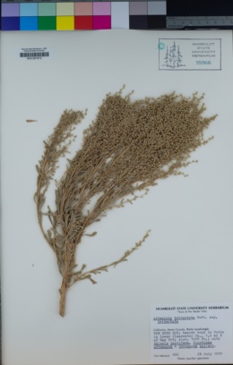 Artemisia tridentata image