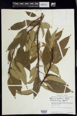 Prunus serotina subsp. capuli image
