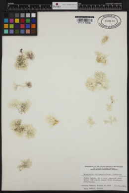 Bossiella chiloensis image