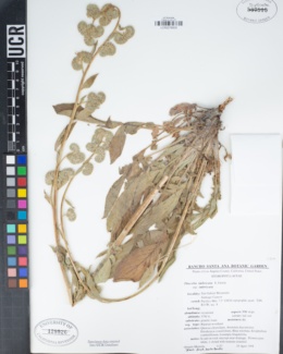 Phacelia imbricata subsp. imbricata image