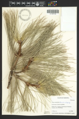 Pinus canariensis image