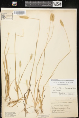 Phalaris platensis image