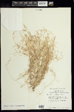 Pereilema ciliatum image