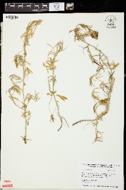 Image of Trifolium alpestre