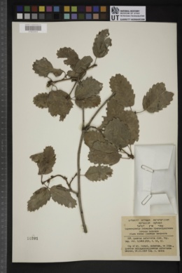 Quercus infectoria image