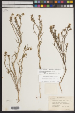 Orthocarpus tolmiei subsp. tolmiei image