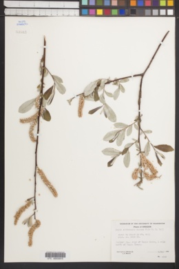 Image of Salix sitchensis