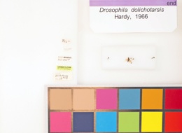 Drosophila dolichotarsis image