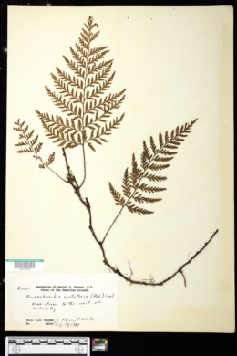 Image of Vandenboschia cyrtotheca