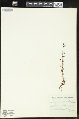Drosera peltata image