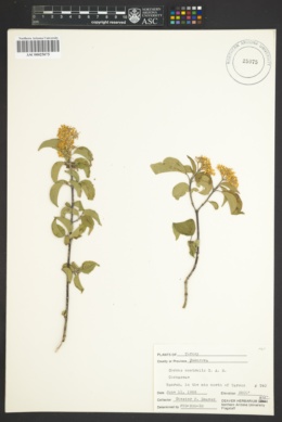 Cornus sanguinea image