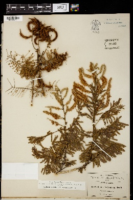 Image of Mimosa fasciculata