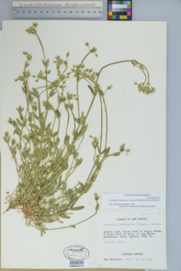 Cerastium fontanum var. vulgare image