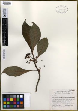 Image of Hoffmannia arborescens