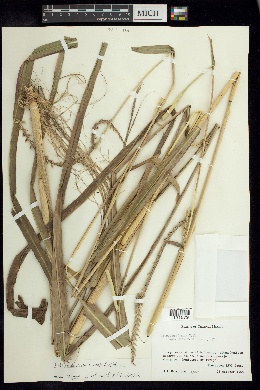 Tripsacum dactyloides subsp. hispidum image