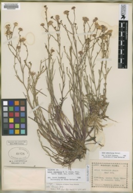 Image of Aster thermalis